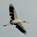 Milky Stork (image by Paul Ellis)