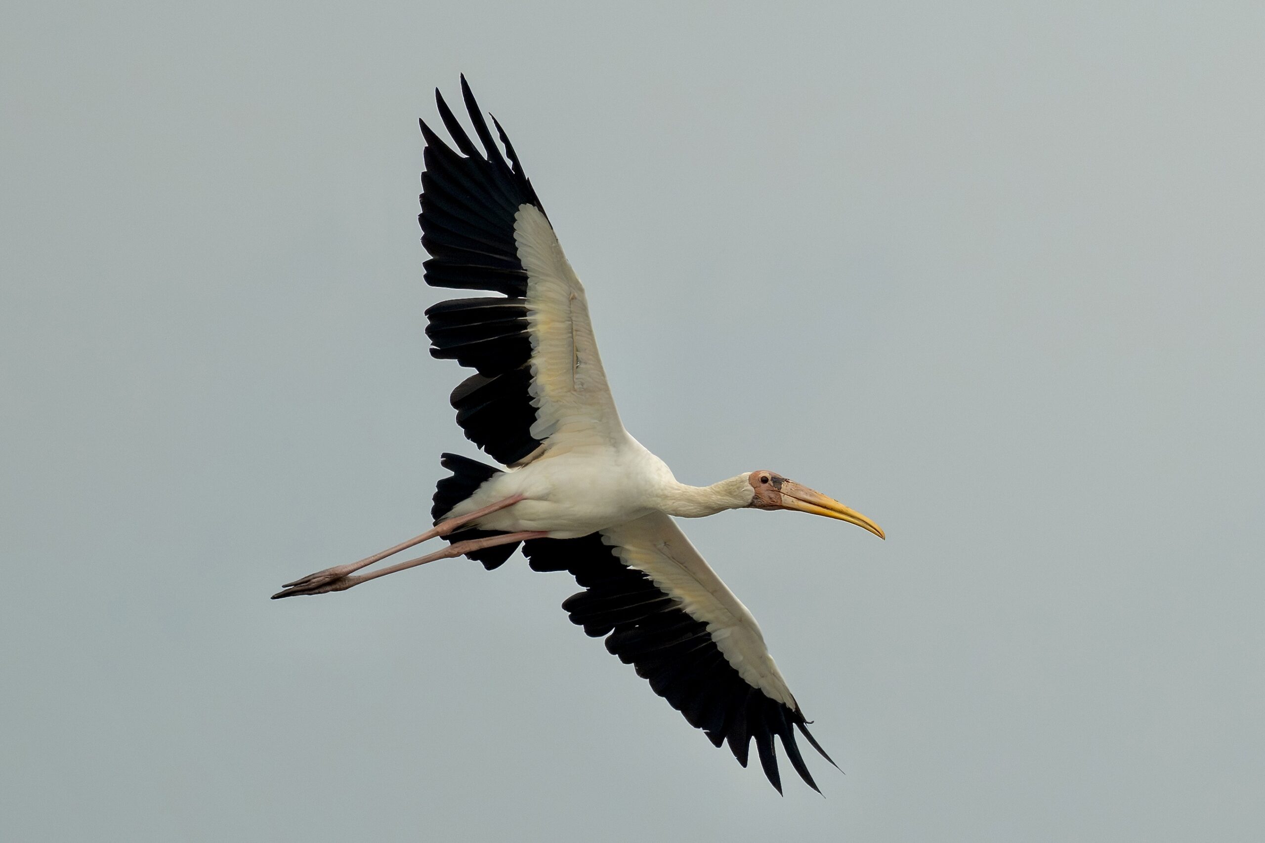 Milky Stork (image by Paul Ellis)