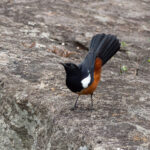 Mocking Cliff Chat (image by Mark Van Beirs)