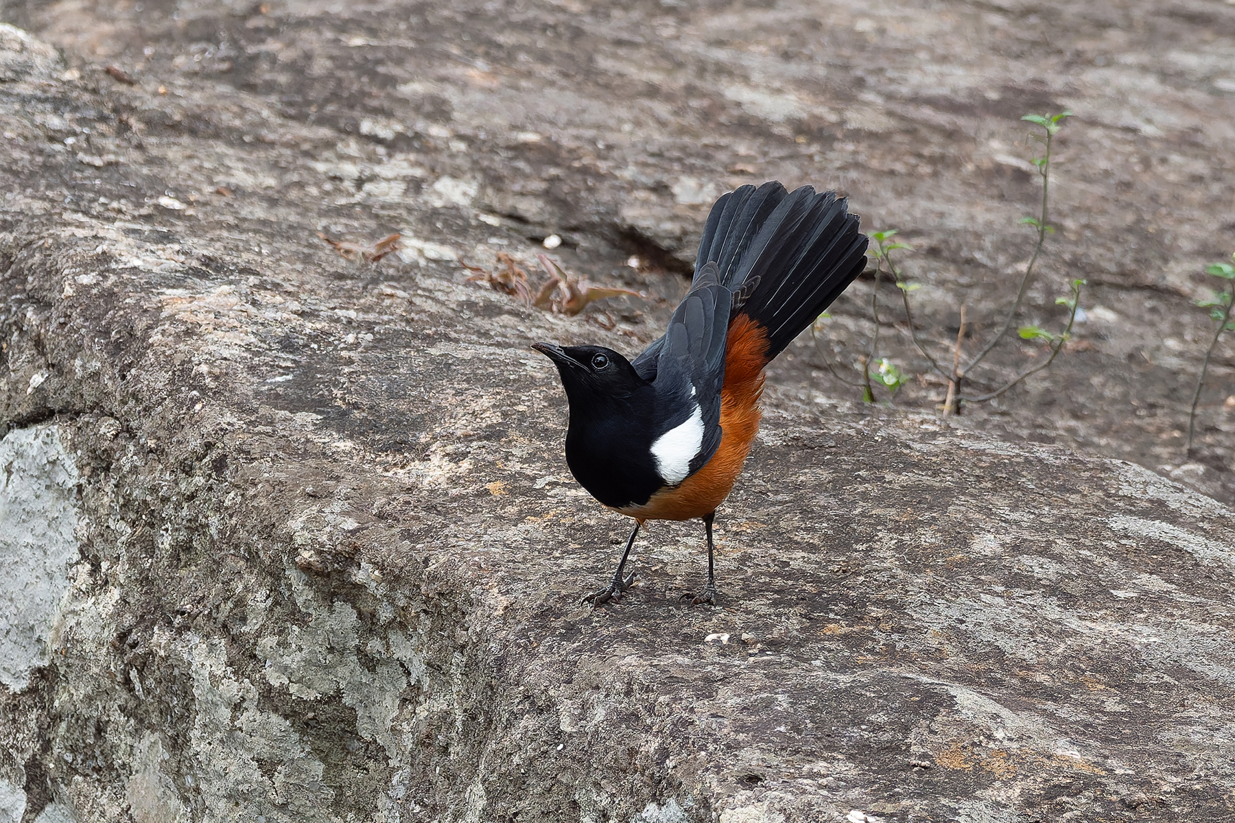 Mocking Cliff Chat (image by Mark Van Beirs)
