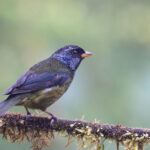 Moss-backed Tanager (image by Daniel Branch)