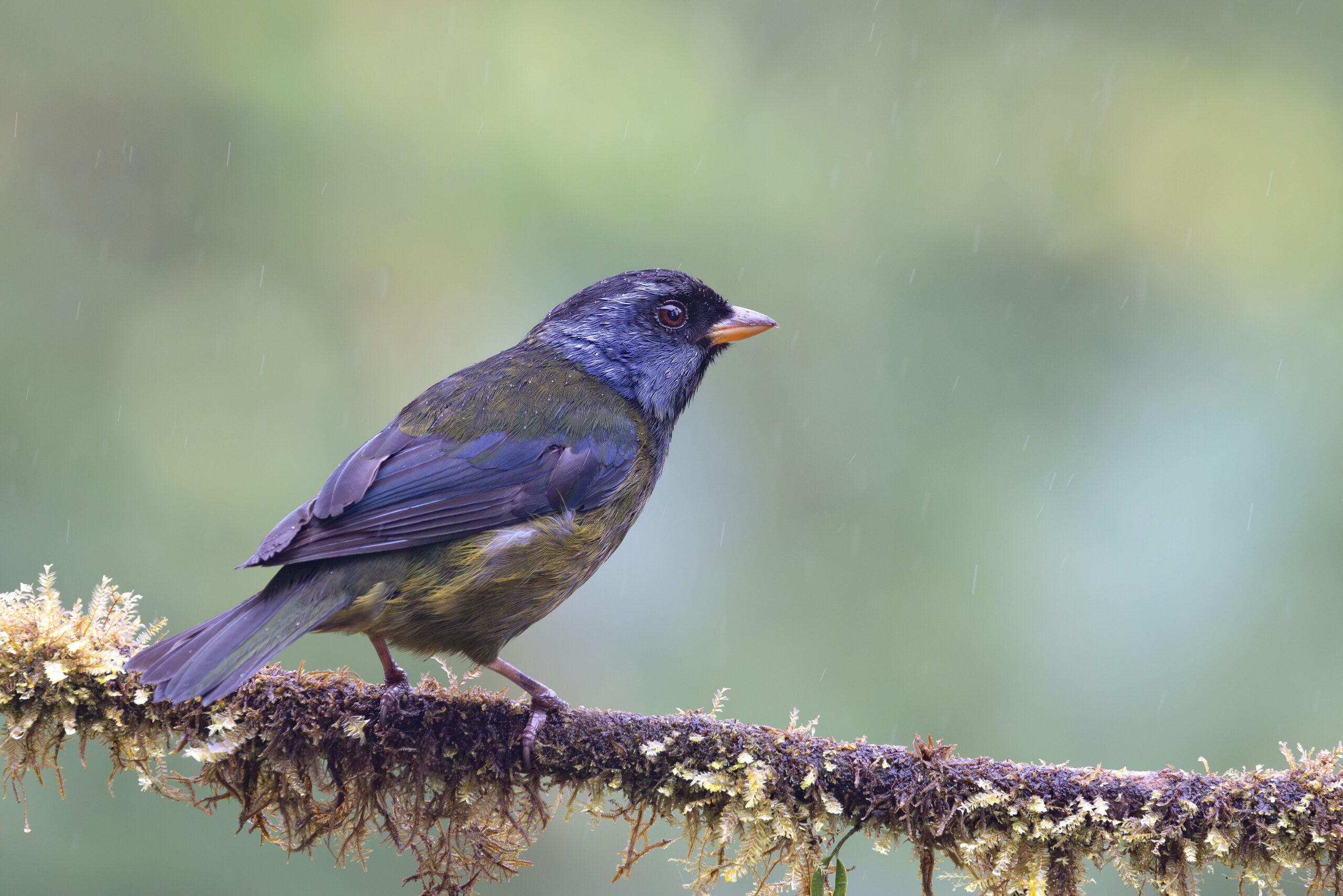 Moss-backed Tanager (image by Daniel Branch)