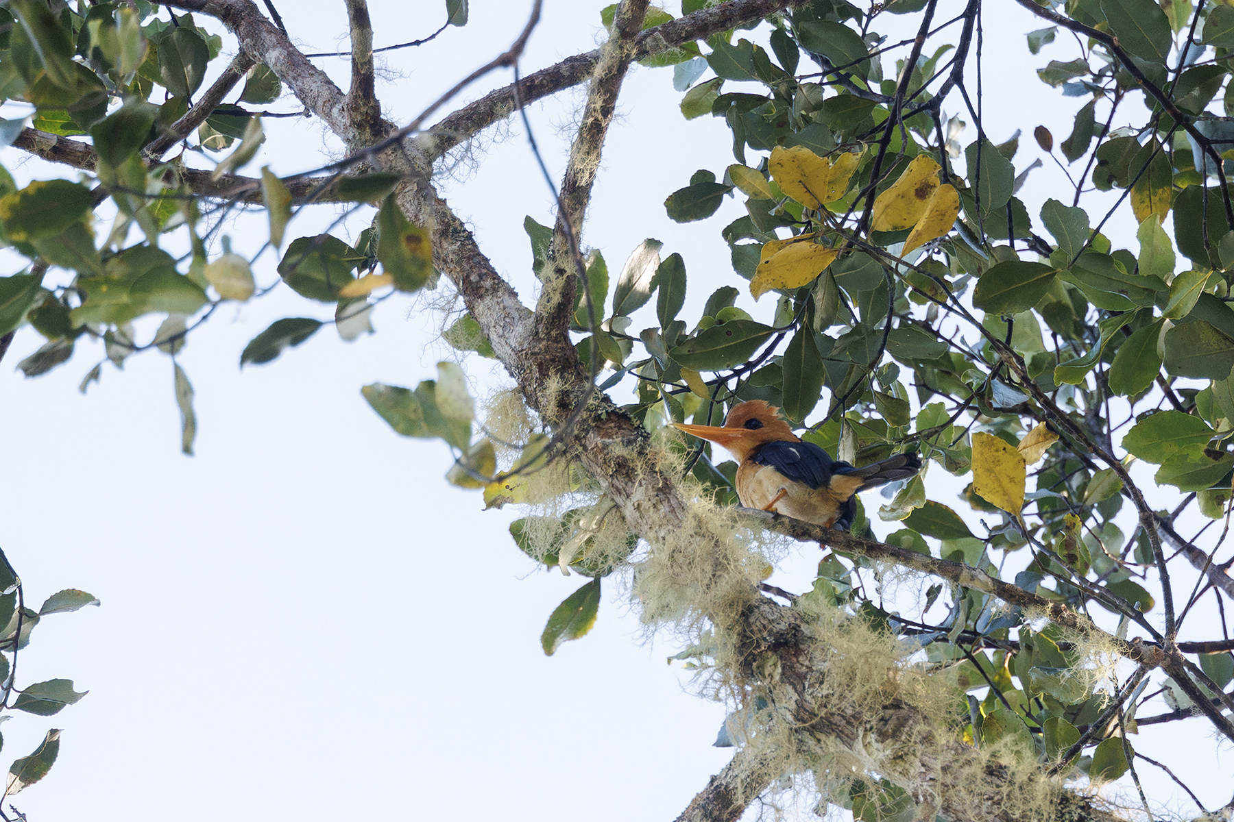 Mountain Kingfisher (image by Dáni Balla)