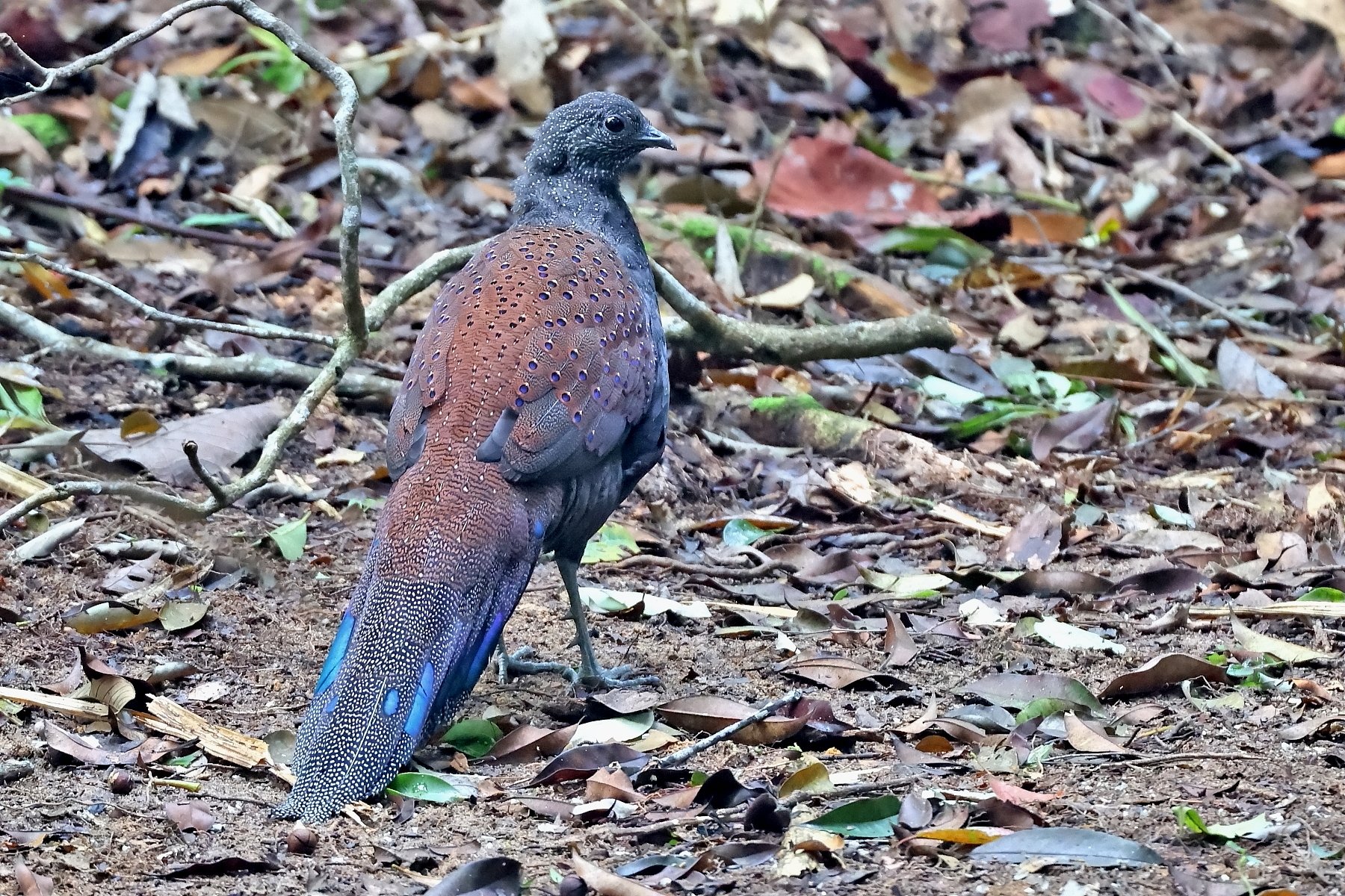 Mountain Peacock-Pheasant (image by János Oláh)