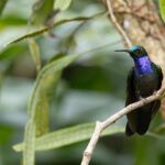 Napo Sabrewing (image by Daniel Branch)