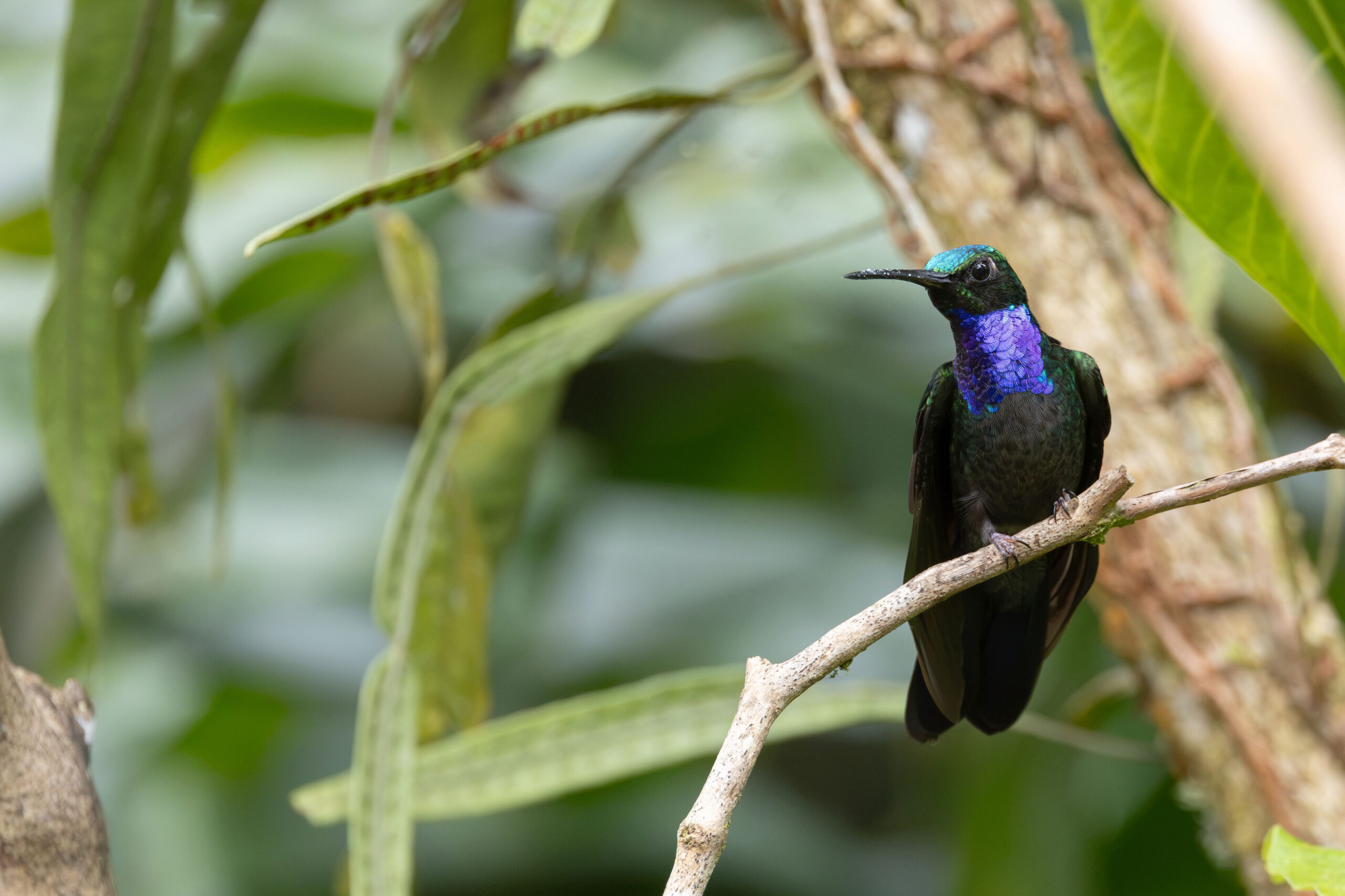 Napo Sabrewing (image by Daniel Branch)