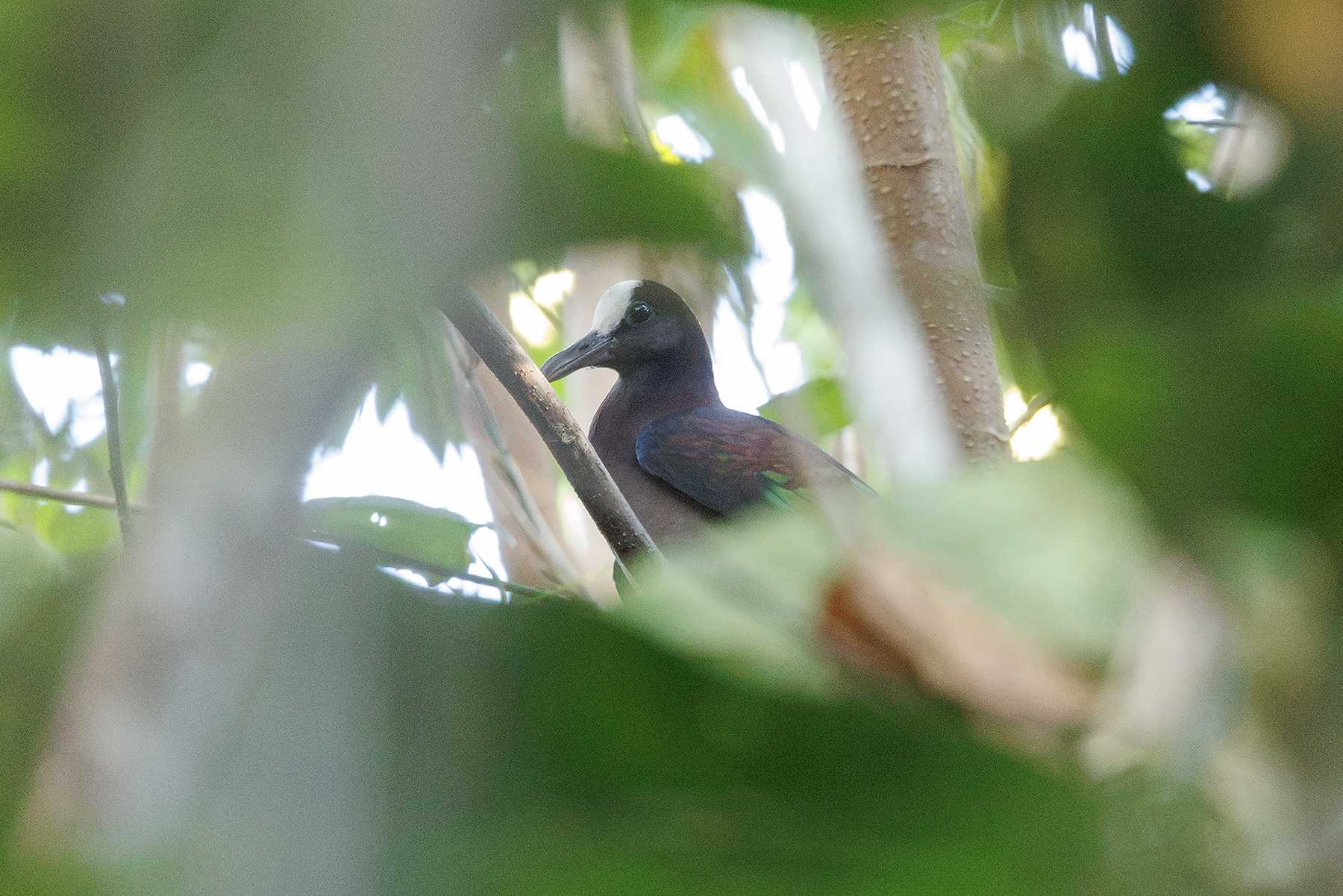 New Guinea Bronzewing (image by Dáni Balla)