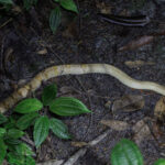 New Guinea Small-eyed Snake (image by Dáni Balla)