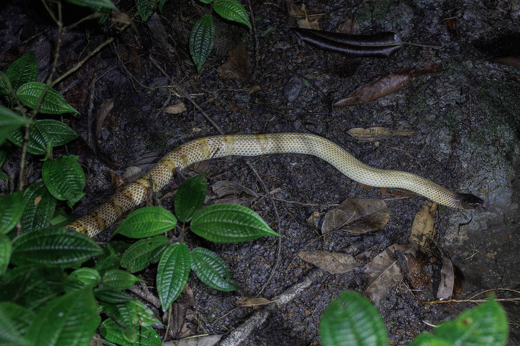 New Guinea Small-eyed Snake (image by Dáni Balla)
