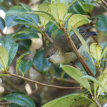 New Guinea Thornbill (image by Dáni Balla)