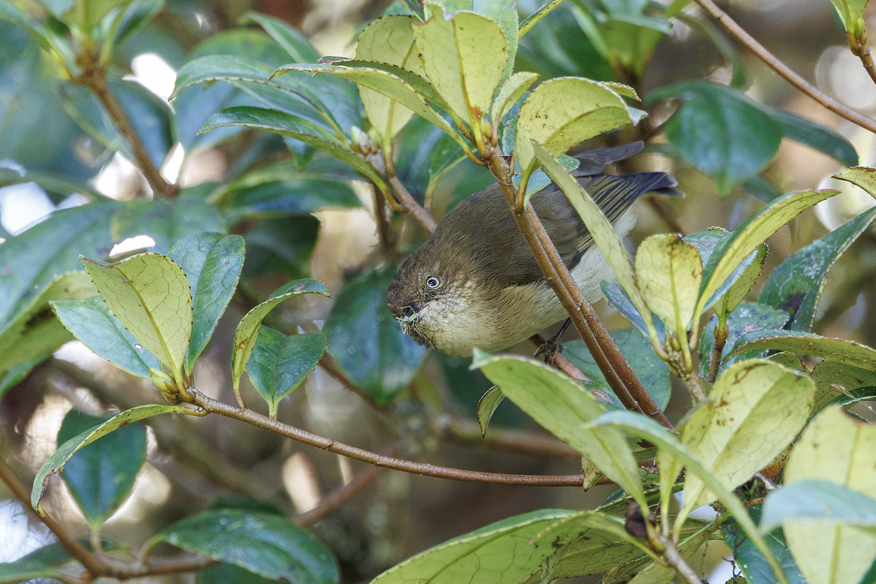 New Guinea Thornbill (image by Dáni Balla)