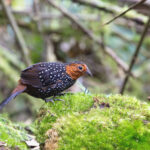 Ocellated Tapaculo (image by Daniel Branch)
