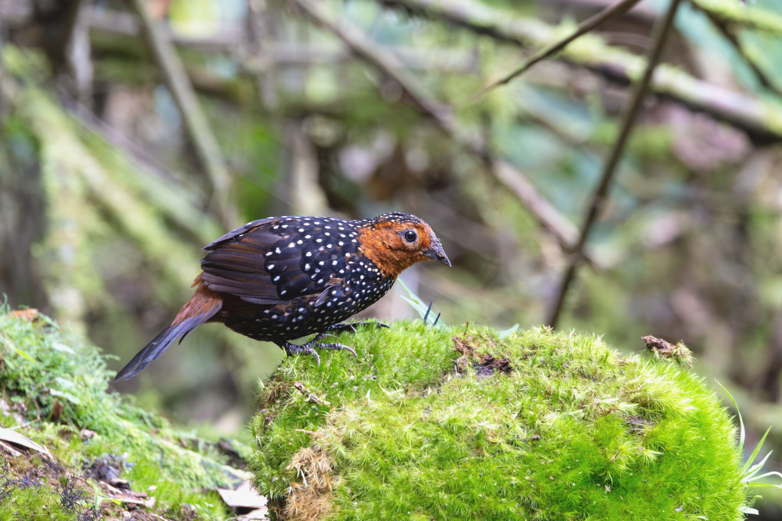 Ocellated Tapaculo (image by Daniel Branch)