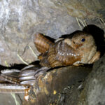 Oilbirds (image by Daniel Branch)