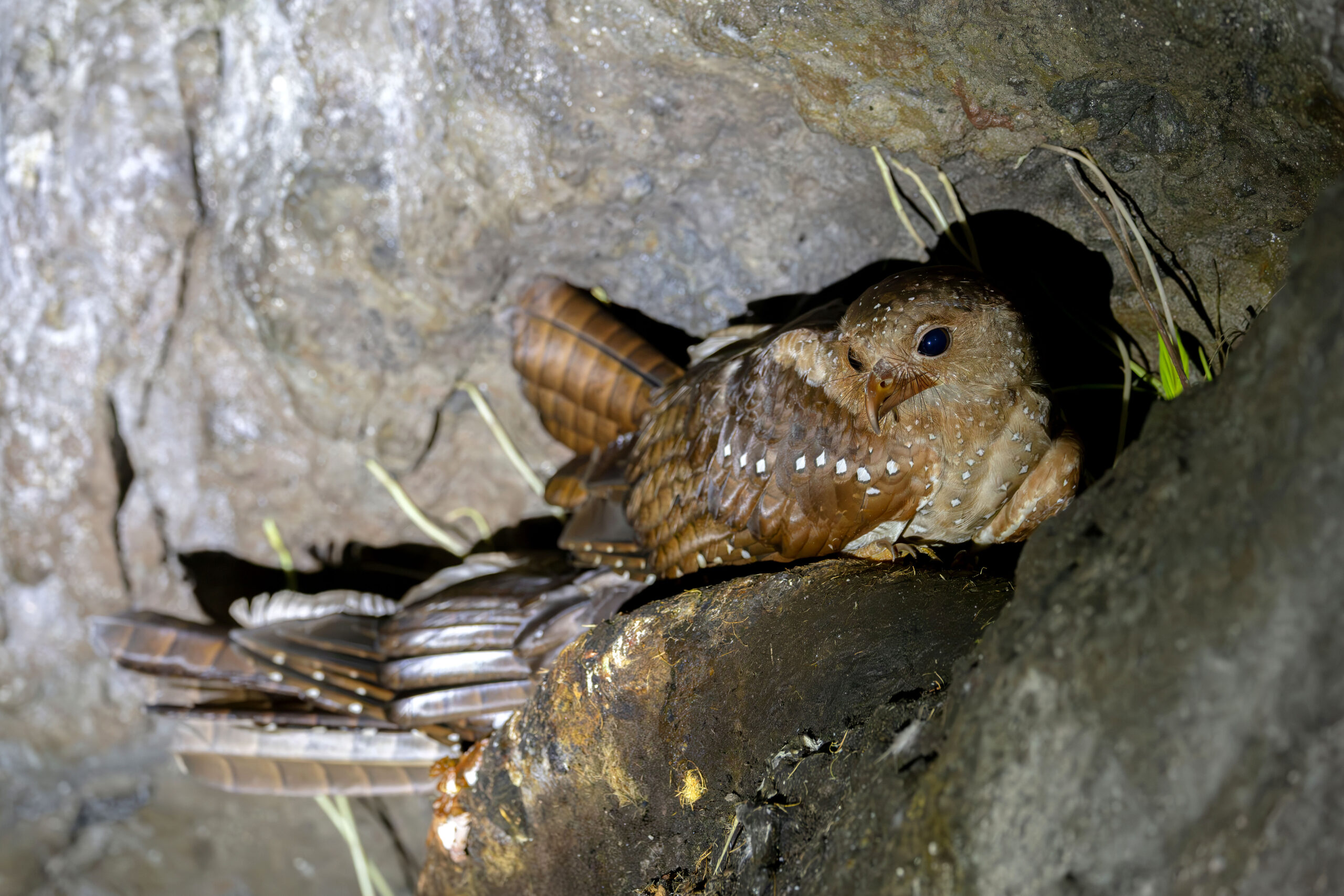 Oilbirds (image by Daniel Branch)