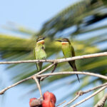 Olive Bee-eaters (image by Edward Paxton)