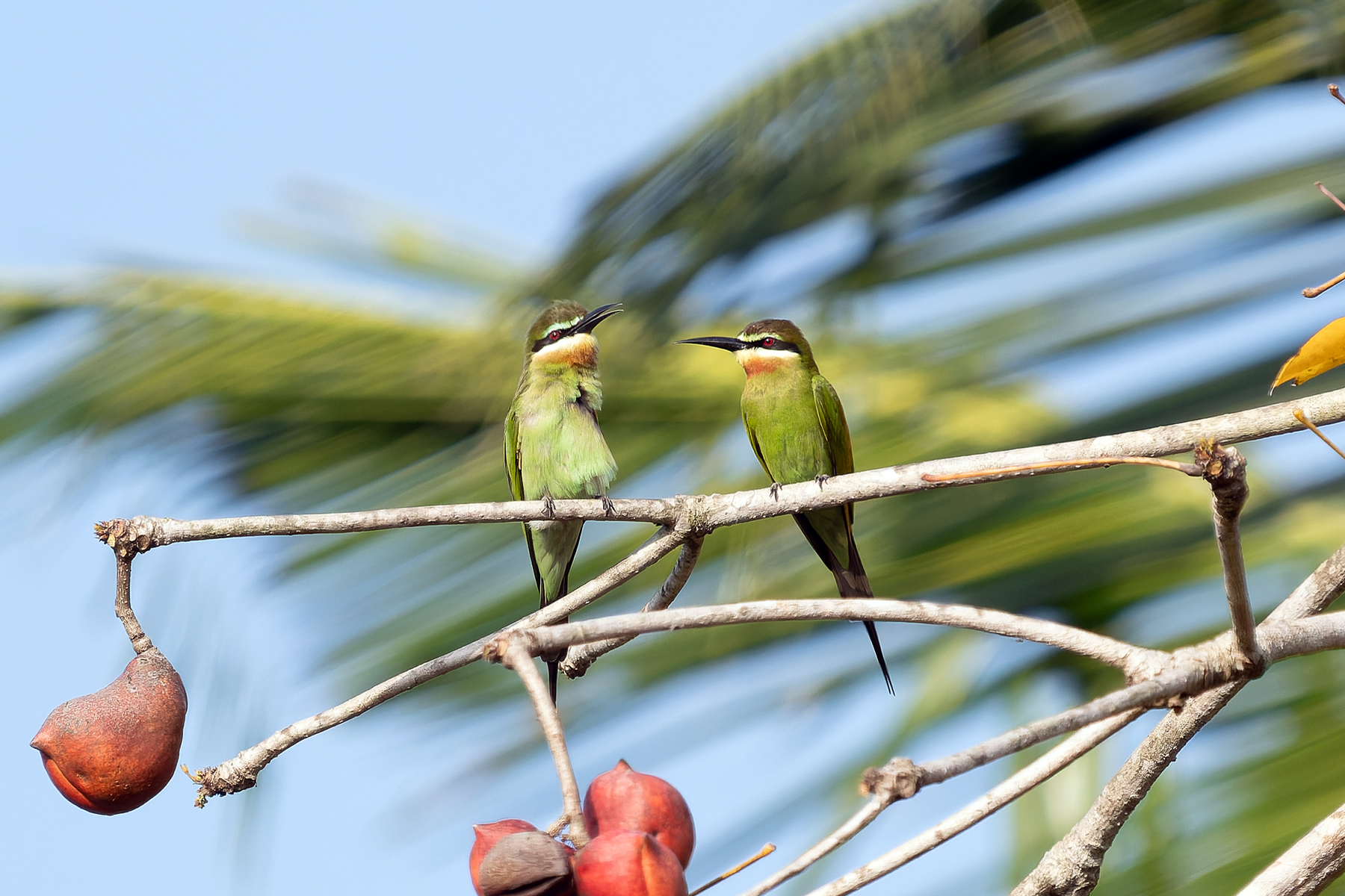 Olive Bee-eaters (image by Edward Paxton)