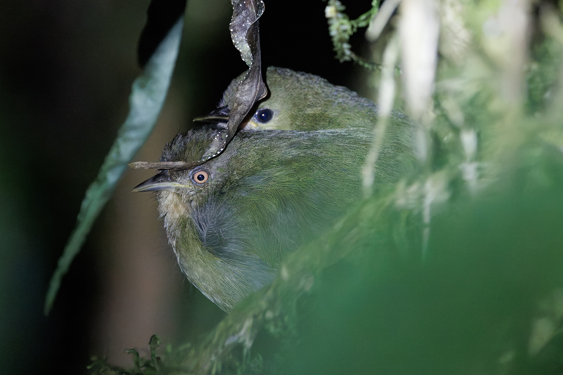 Olive Straightbill (image by Dáni Balla)