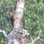 male Orange-backed Woodpecker (image by János Oláh)