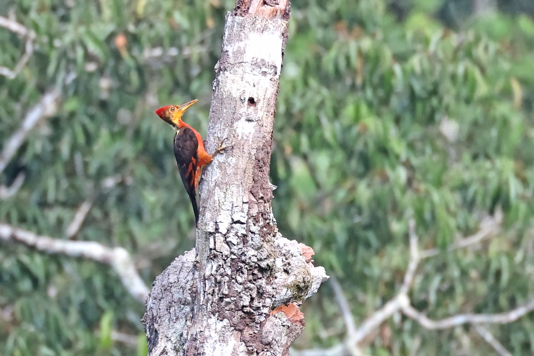 male Orange-backed Woodpecker (image by János Oláh)
