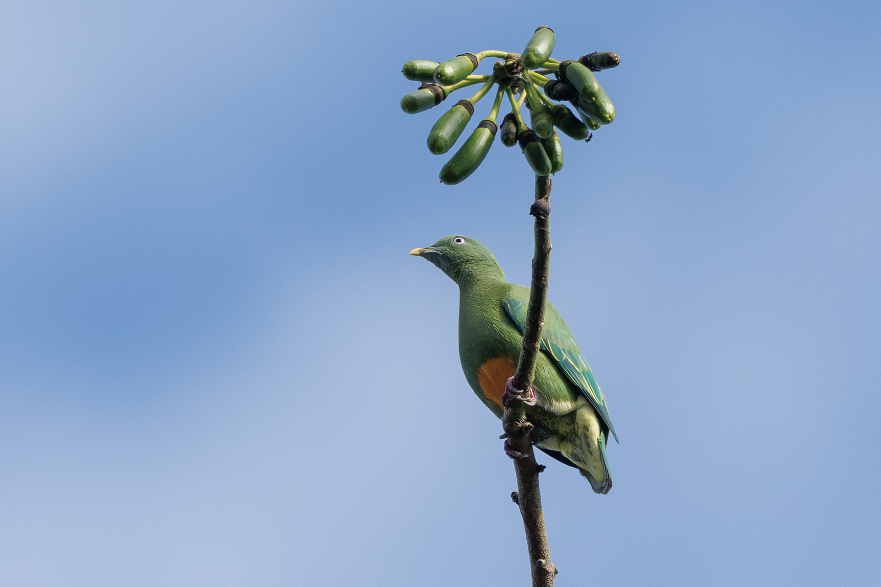 Orange-bellied Fruit Dove (image by Dáni Balla)