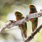 Orange-billed Lorikeet (image by Dáni Balla)