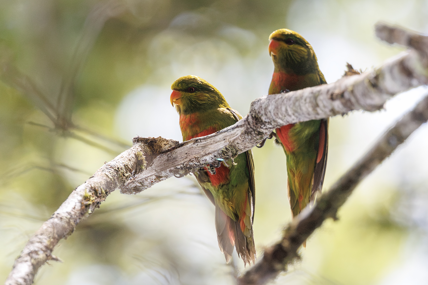 Orange-billed Lorikeet (image by Dáni Balla)