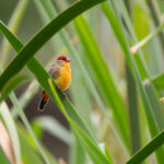 Orange-breasted Waxbill (image by Edward Paxton)