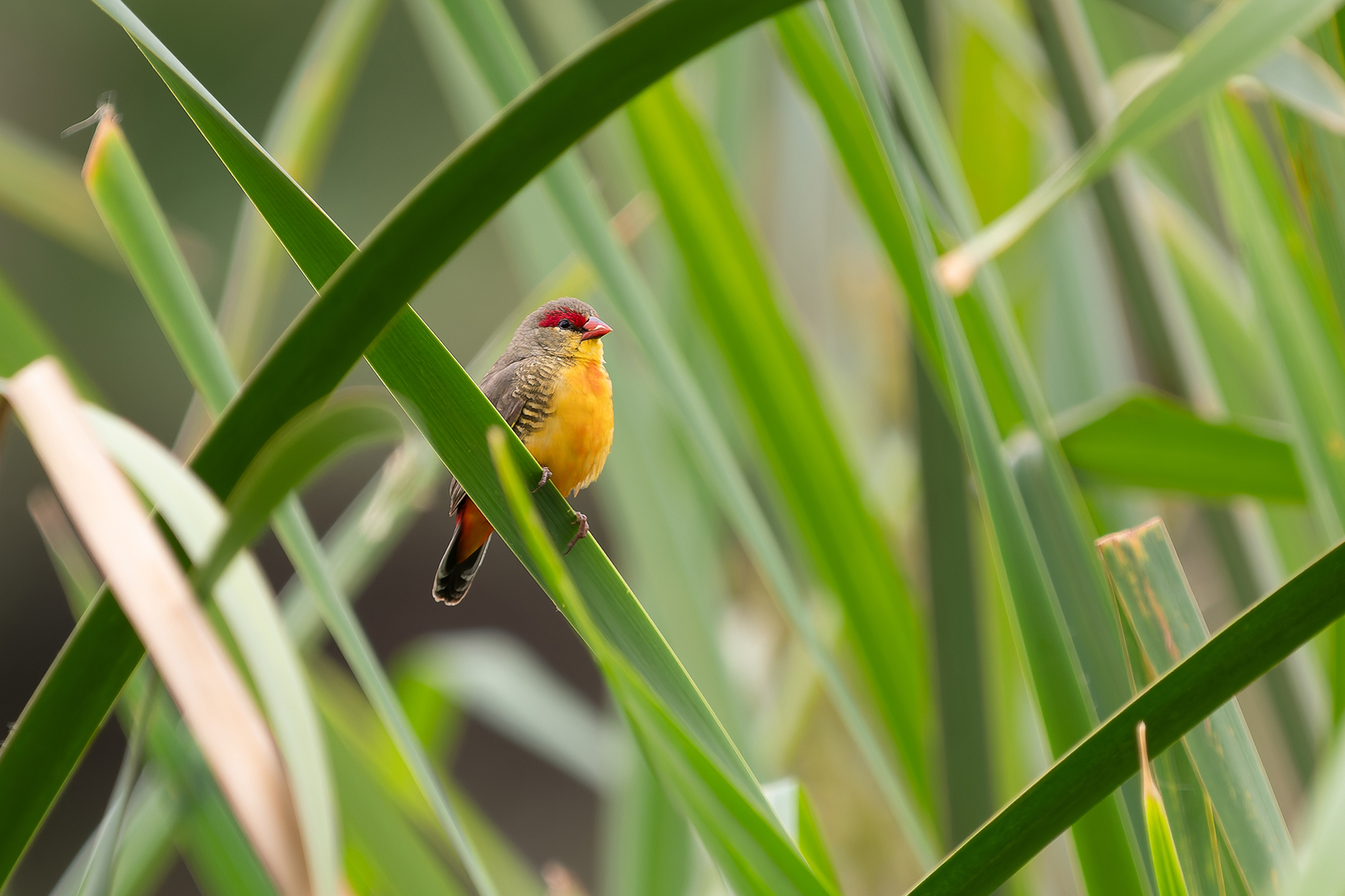 Orange-breasted Waxbill (image by Edward Paxton)
