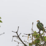 Orange-fronted Fruit Dove (image by Dáni Balla)