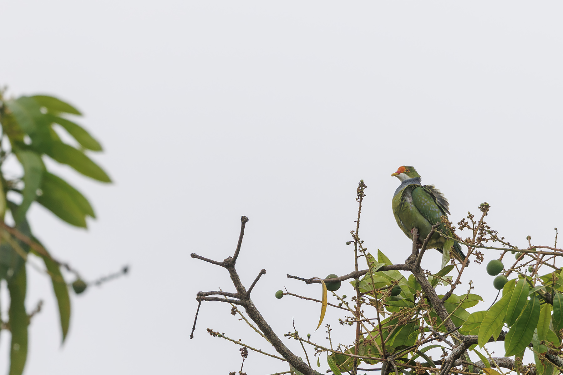 Orange-fronted Fruit Dove (image by Dáni Balla)