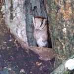 Oriental Bay Owl (image by János Oláh)