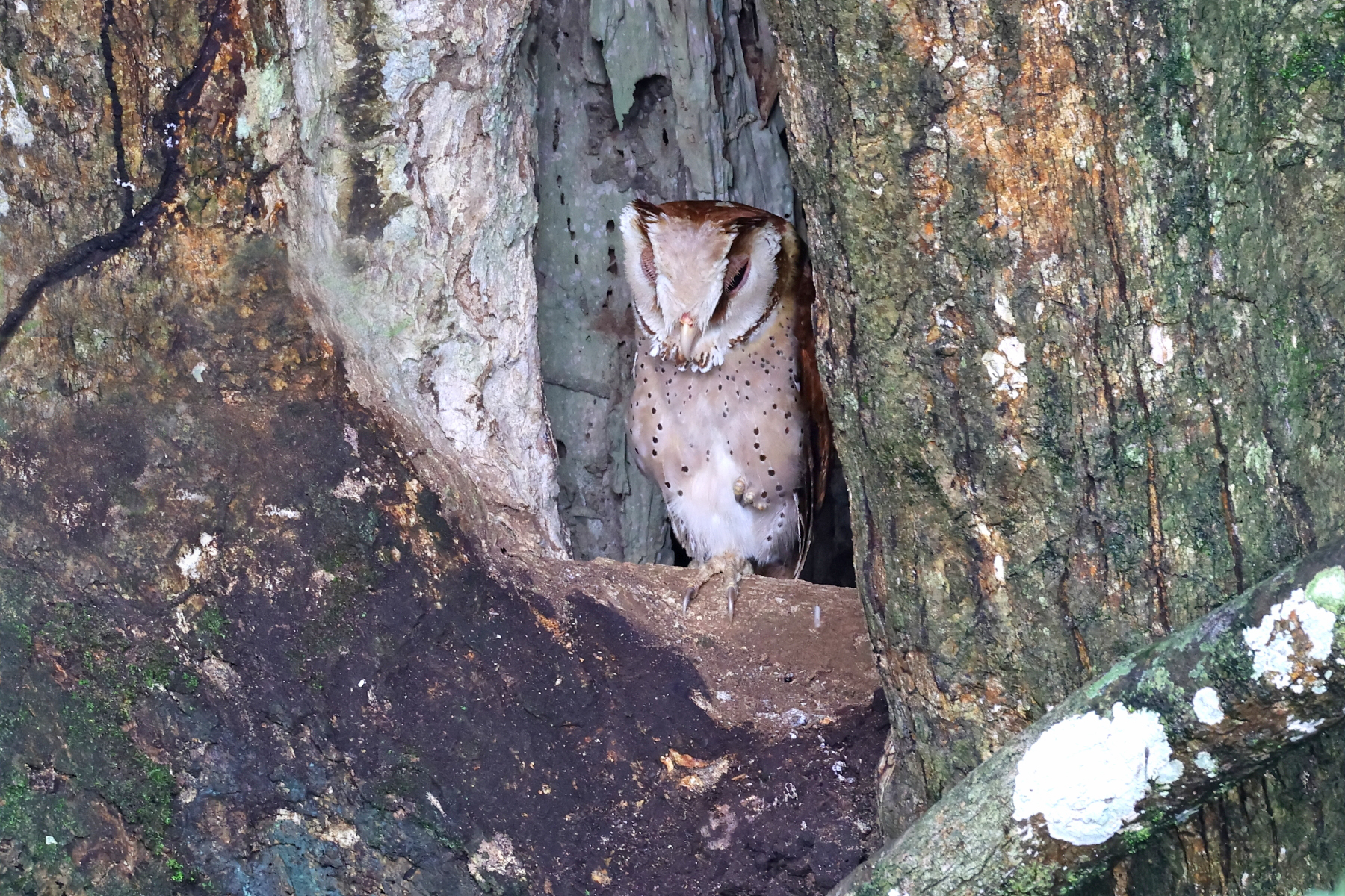 Oriental Bay Owl (image by János Oláh)