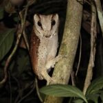 Oriental Bay Owl (image by Craig Robson)