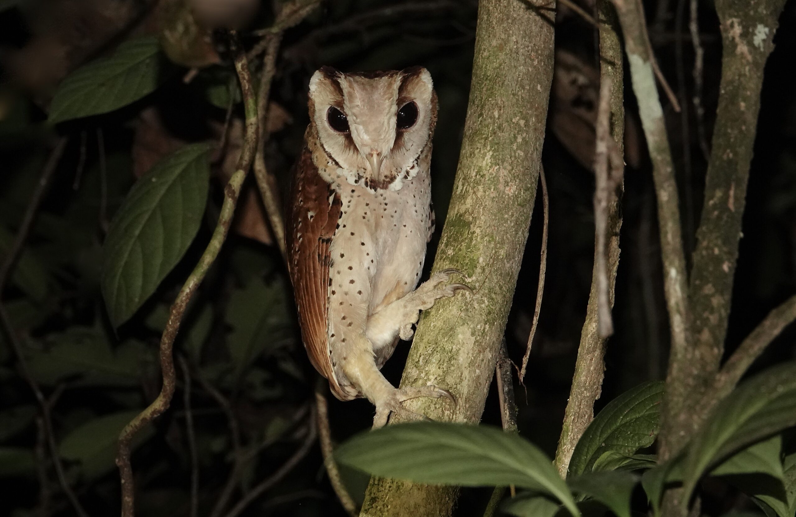 Oriental Bay Owl (image by Craig Robson)