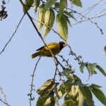 Oriole Finch (image by Edward Paxton)