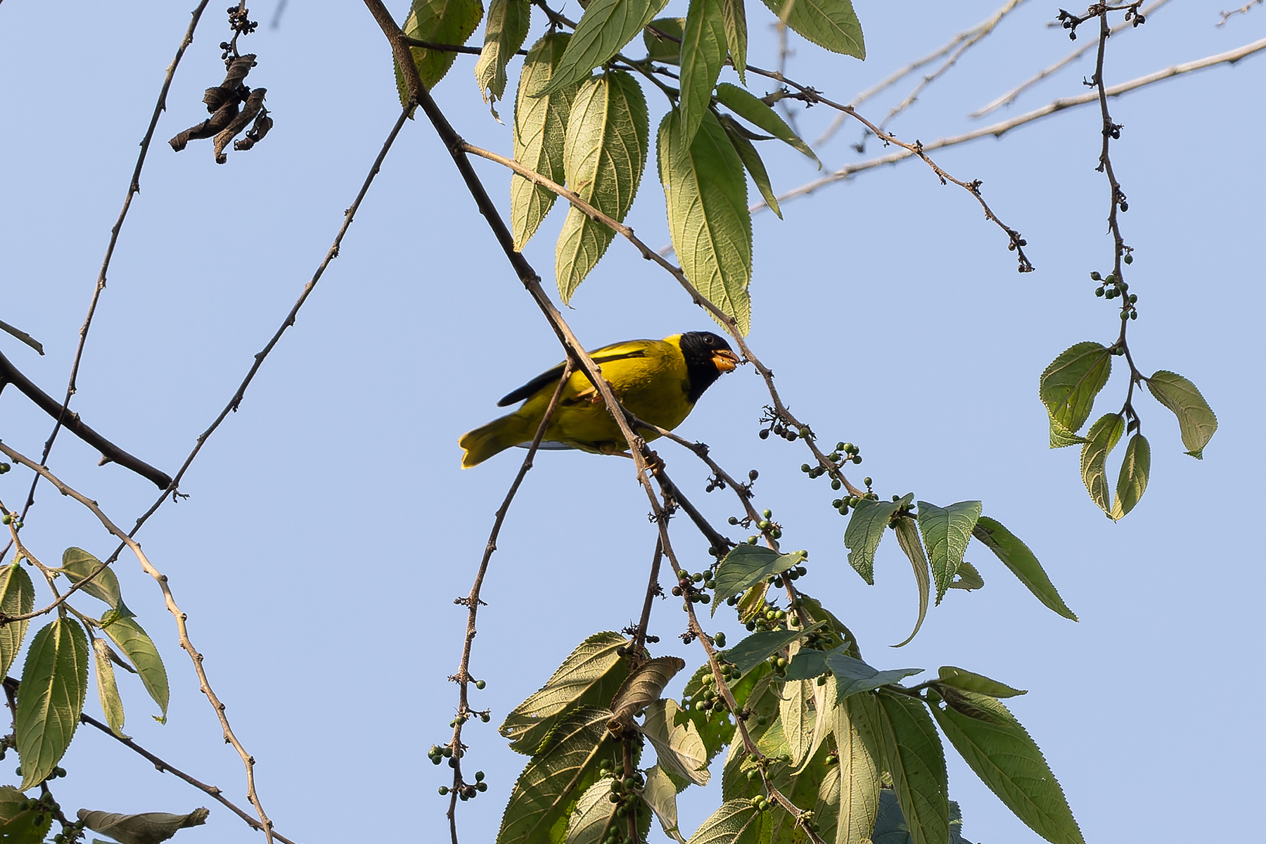 Oriole Finch (image by Edward Paxton)
