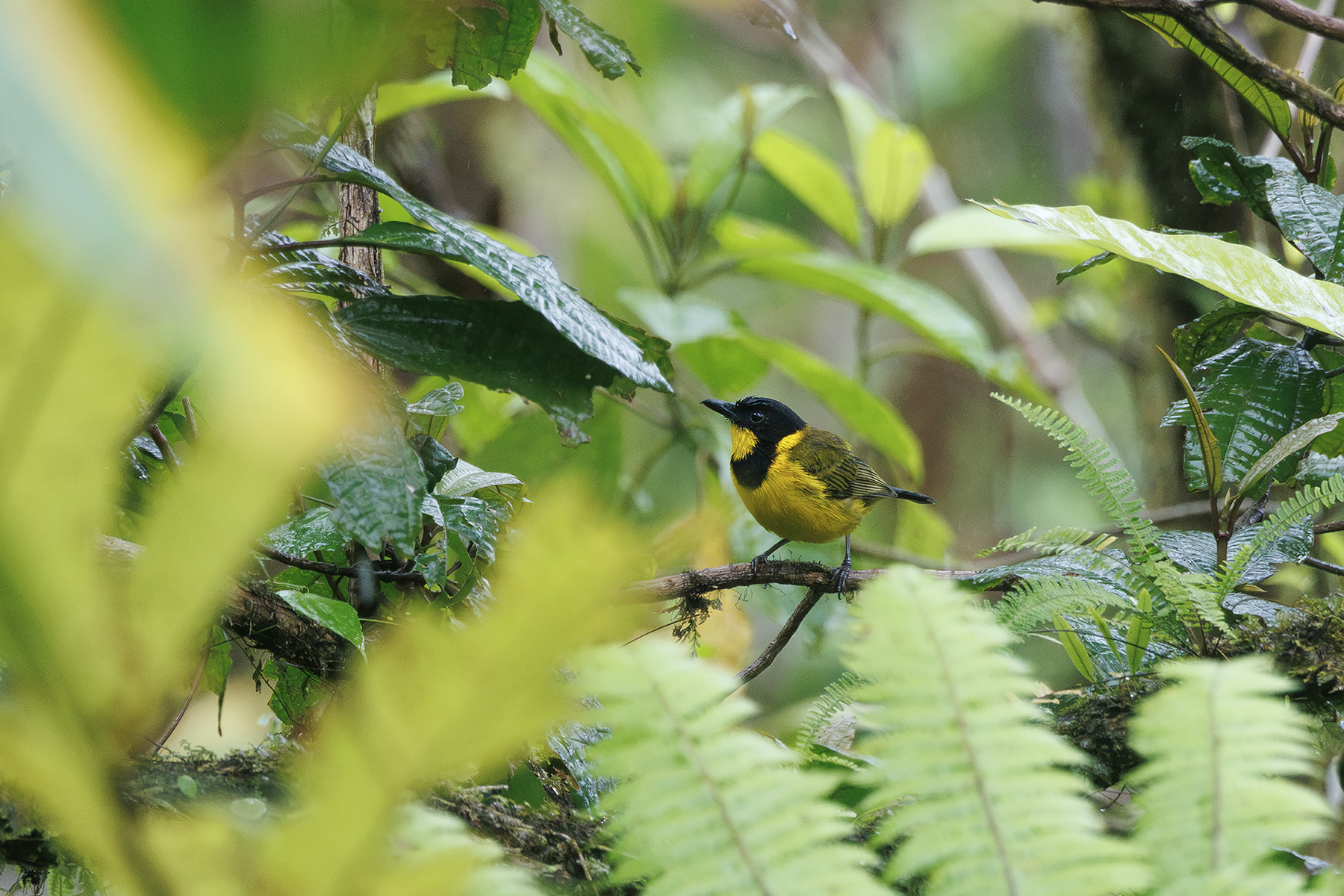 bougainvillei Oriole Whistler (image by Dáni Balla)