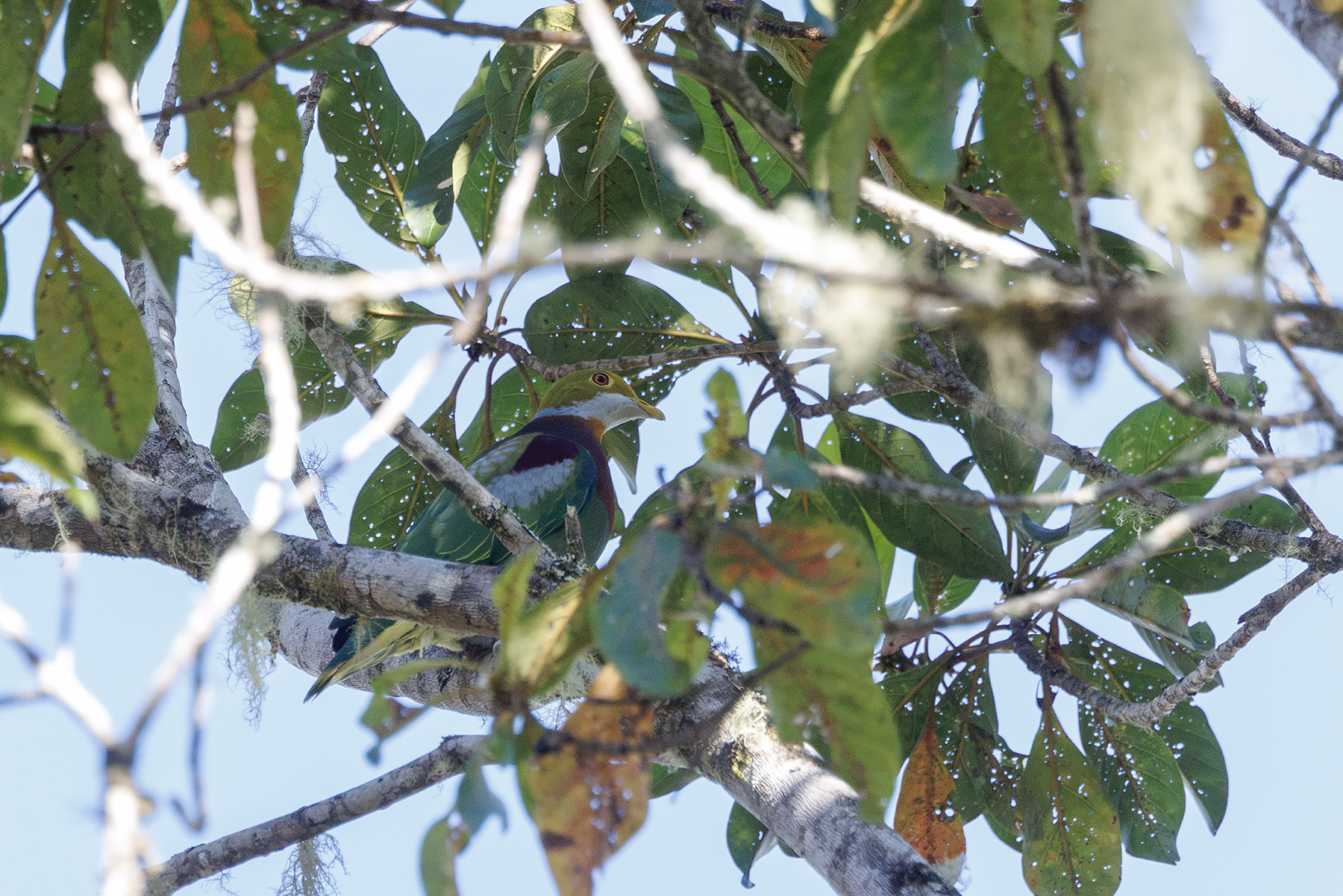 Ornate Fruit Dove (image by Dáni Balla)