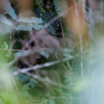 Painted Quail-thrush (image by Dáni Balla)