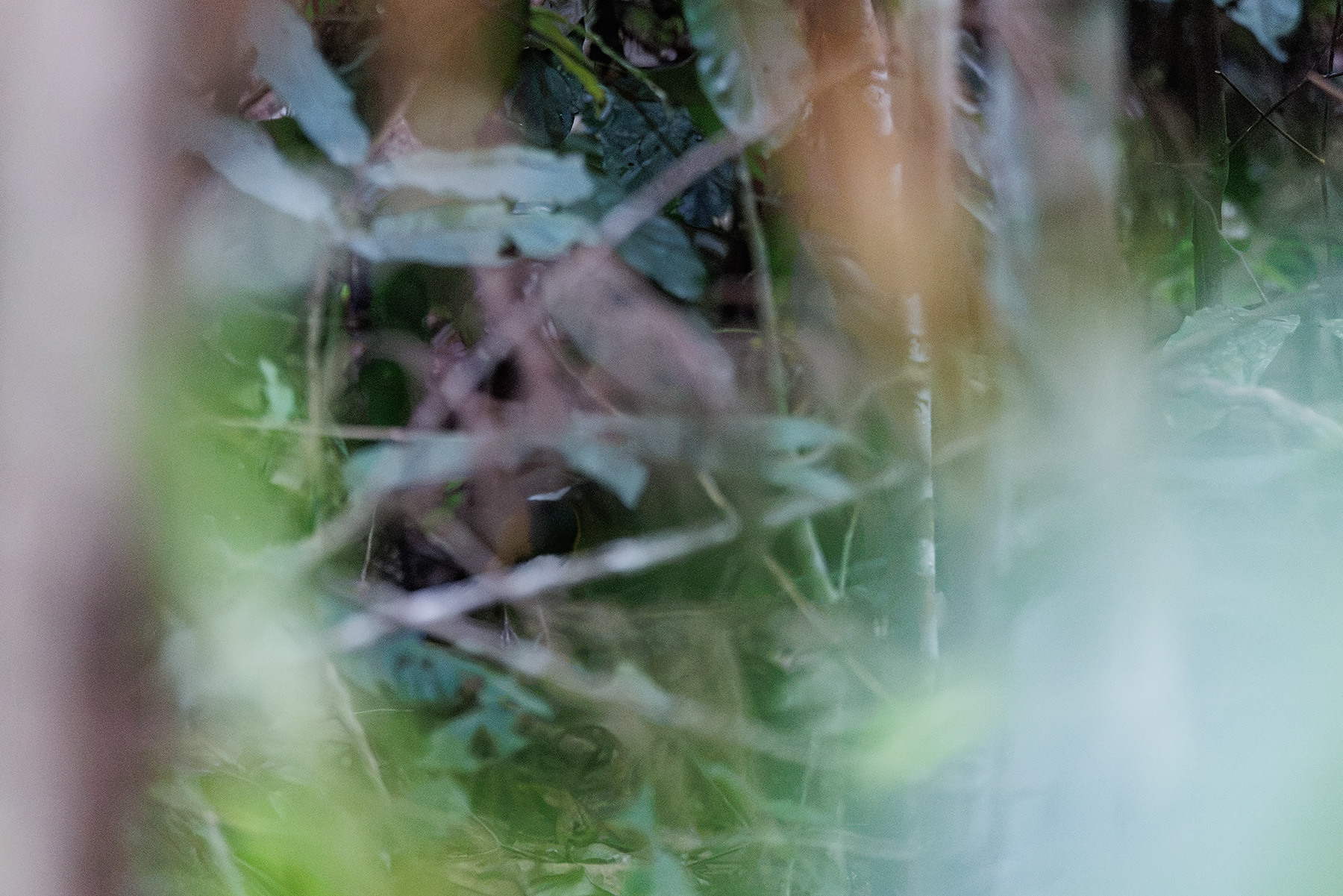 Painted Quail-thrush (image by Dáni Balla)