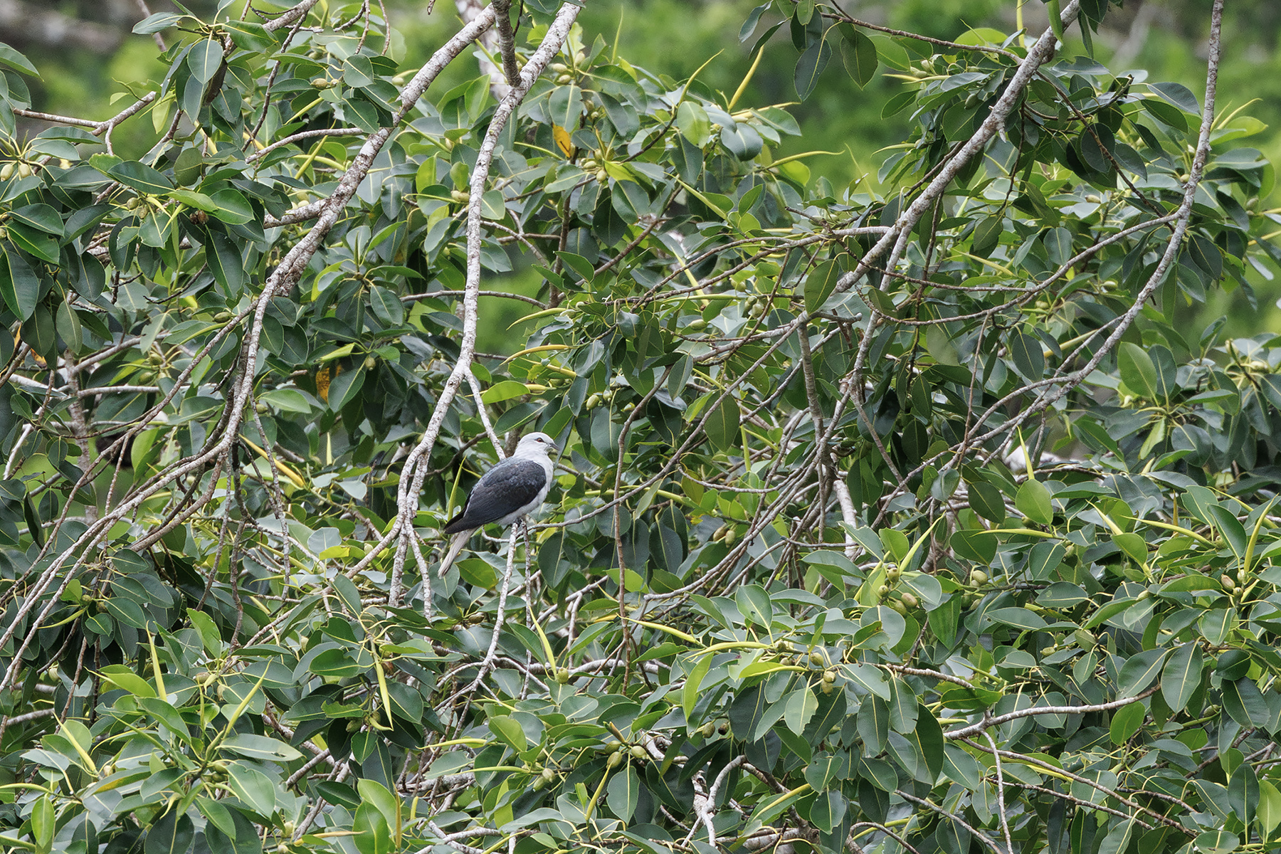 Pale Mountain Pigeon (image by Dáni Balla)