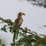 Pale-billed Hornbill (image by Edward Paxton)