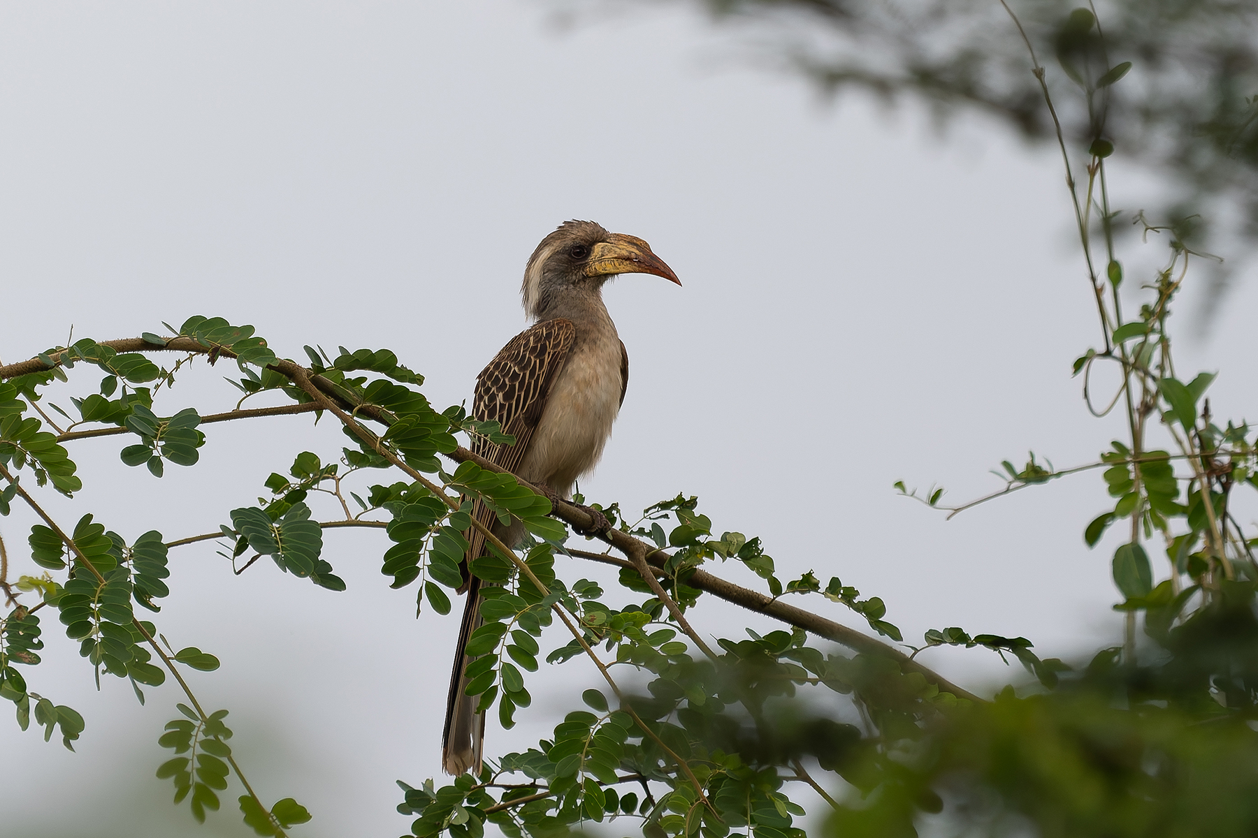 Pale-billed Hornbill (image by Edward Paxton)