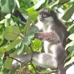 Pale-thighed Langur (image by János Oláh)