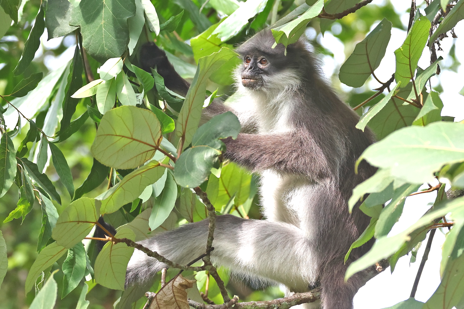 Pale-thighed Langur (image by János Oláh)