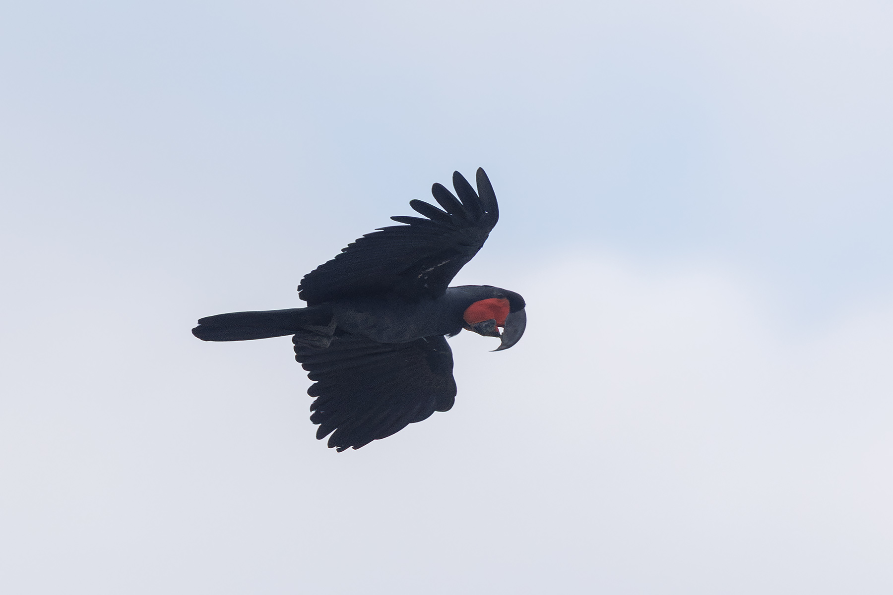 Palm Cockatoo (image by Dáni Balla)