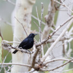 Papuan Black Myzomela (image by Dáni Balla)