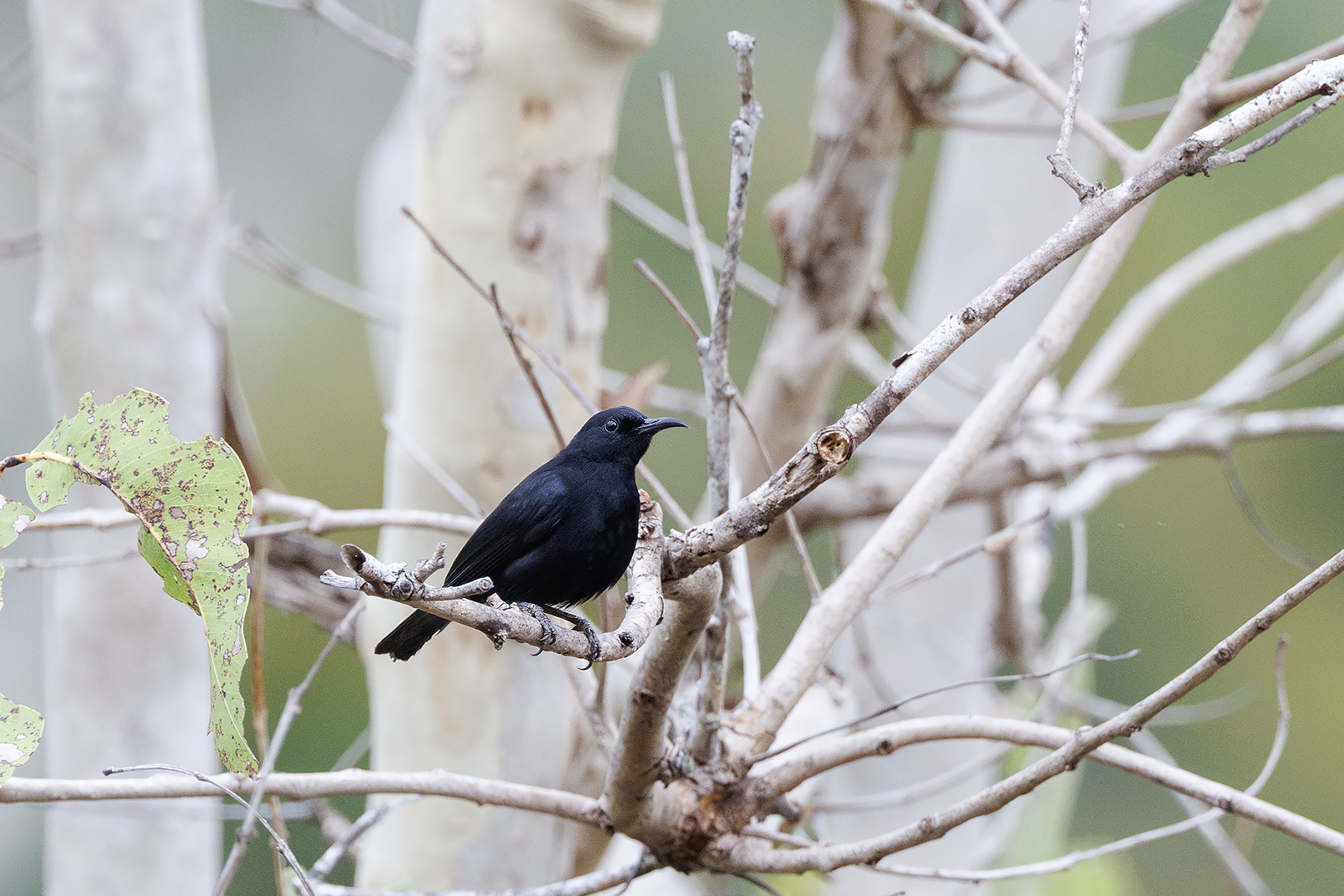Papuan Black Myzomela (image by Dáni Balla)