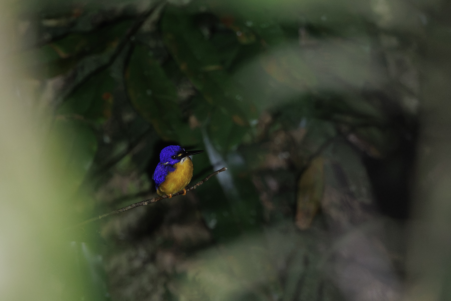 Papuan Dwarf Kingfisher (image by Dáni Balla)